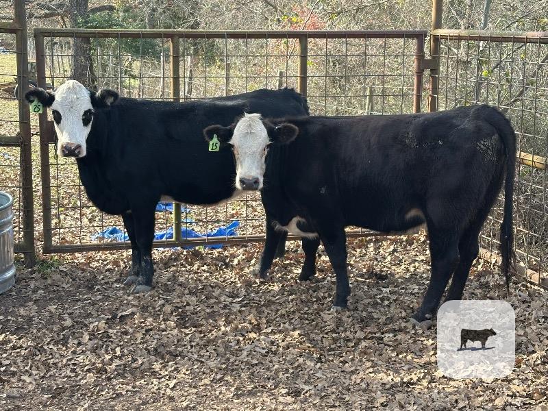 Cattle Range Listing Photo