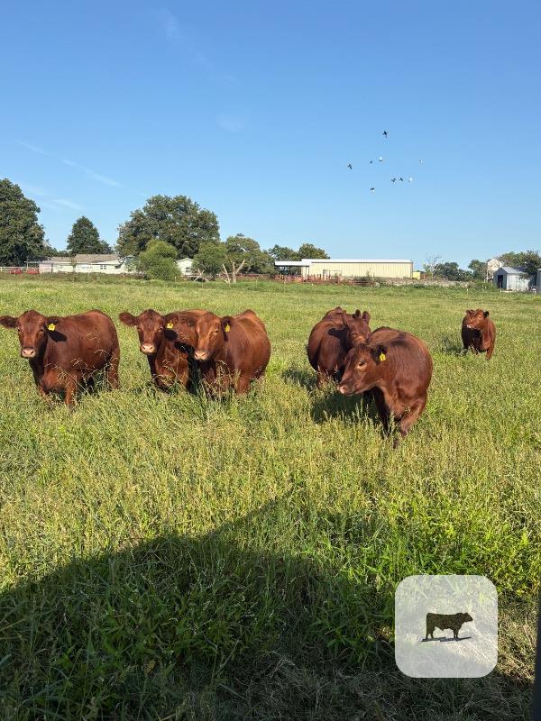Cattle Range Listing Photo