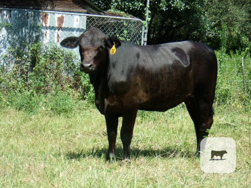 Cattle Range Listing Photo