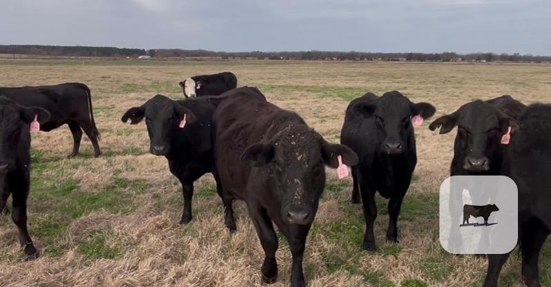 Cattle Range Listing Photo