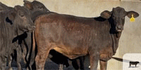 20 F1 Brangus and Brangus Cross Rep. Heifers... Central TX