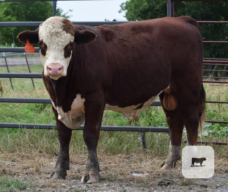 Cattle Range Listing Photo