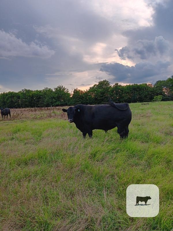 Cattle Range Listing Photo