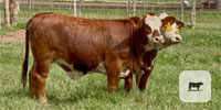 7 Santa Gertrudis/Hereford Rep. Heifers... Central TX