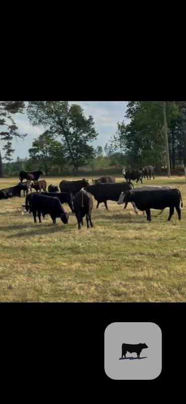 Cattle Range Listing Photo