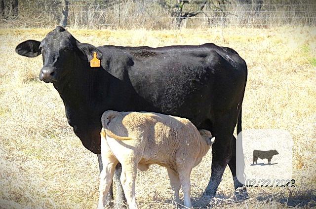 Cattle Range Listing Photo