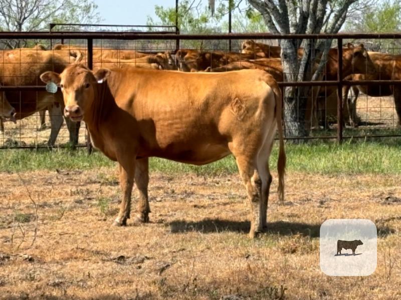 Cattle Range Listing Photo