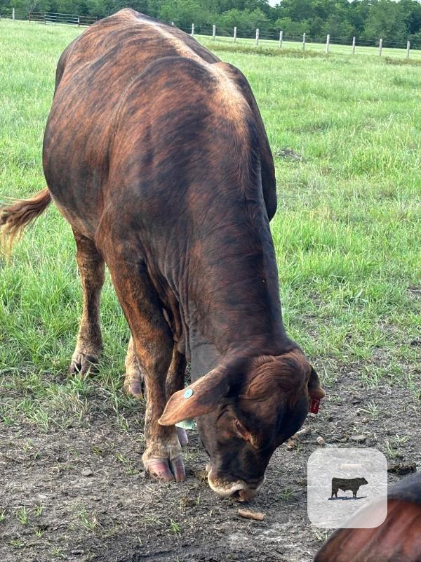 Cattle Range Listing Photo