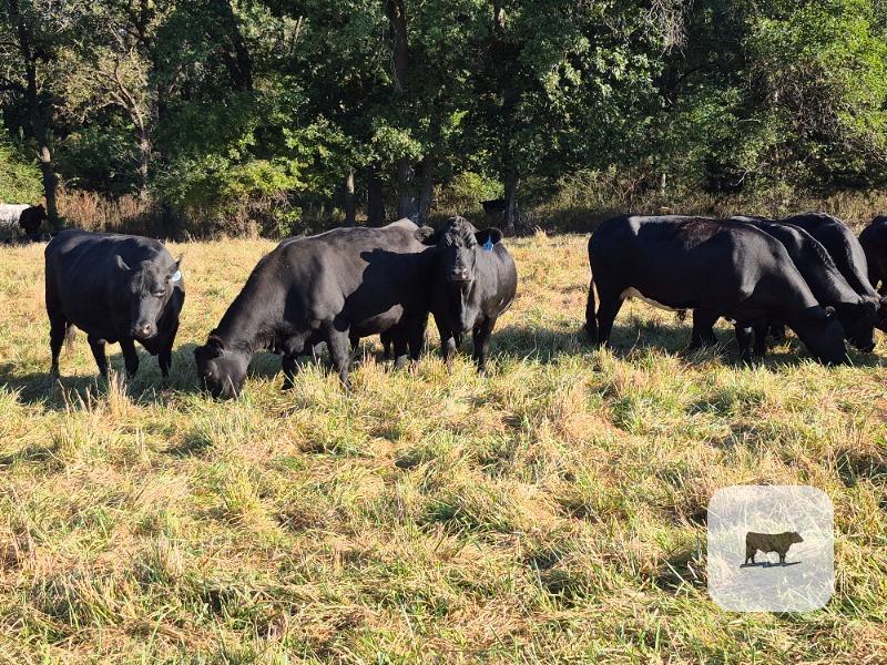 Cattle Range Listing Photo 2