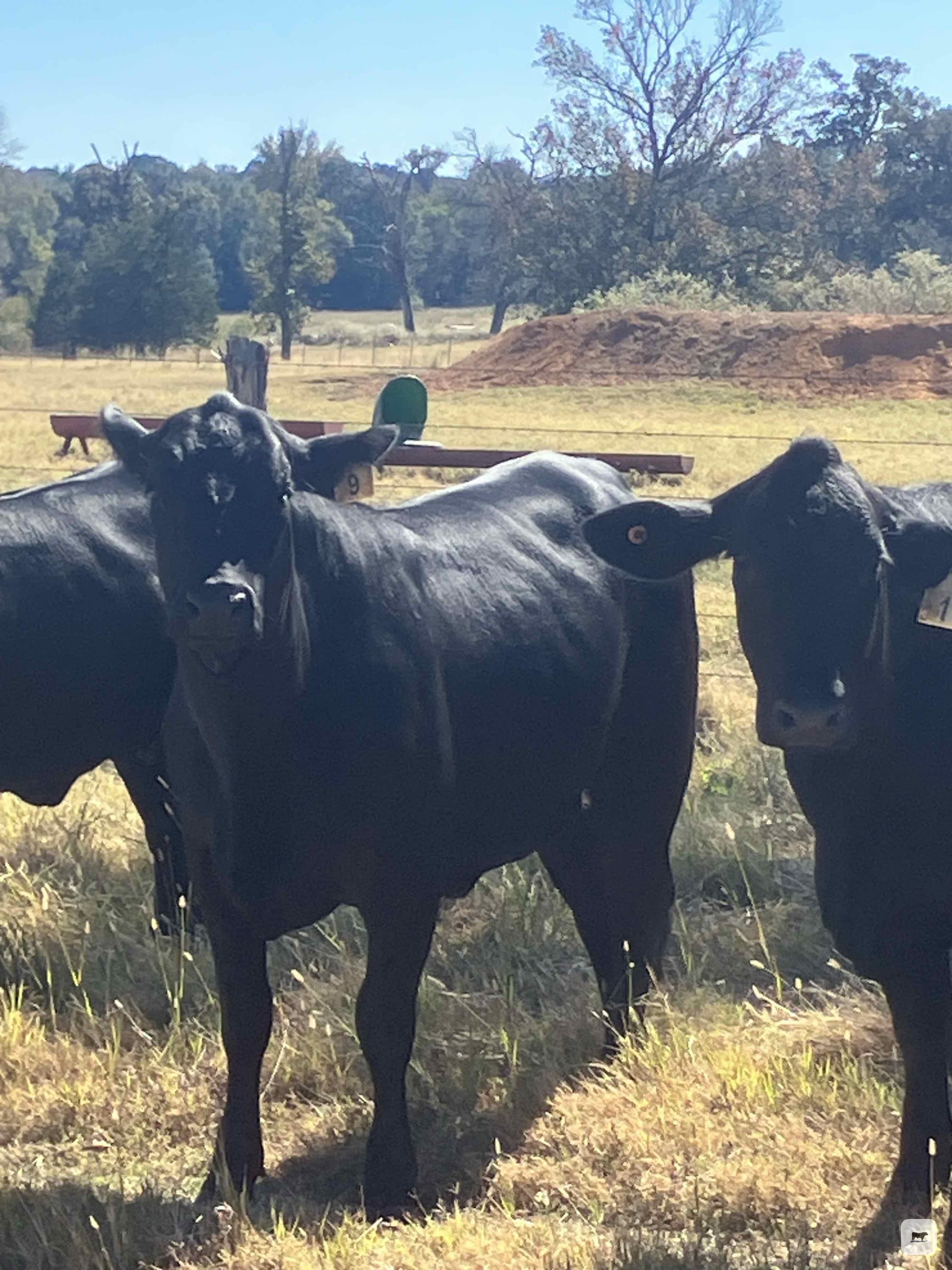 Cattle Range Listing Photo