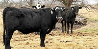 37 Brangus Cross & Super Baldy Bred Heifers... Northeast OK