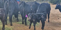 3 Angus 1st & 2nd-Calf Pairs... Northeast AZ