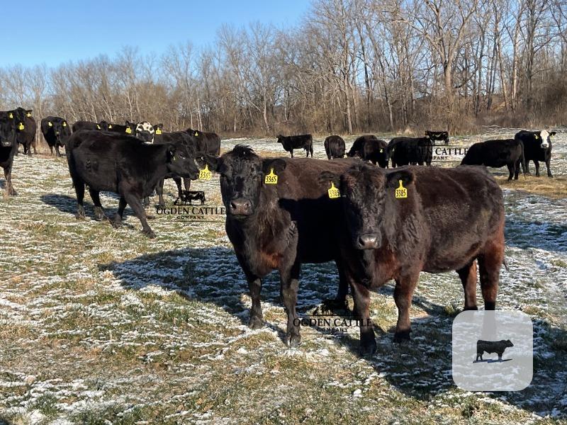 Cattle Range Listing Photo