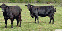 18 Angus/Brangus & 'BWF' Cows w/ 2+ Calves... Central TX