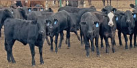 82 Brangus Rep. Heifers... N. Central TX