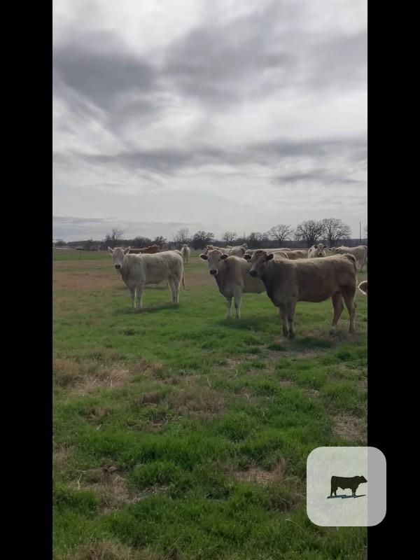 Cattle Range Listing Photo