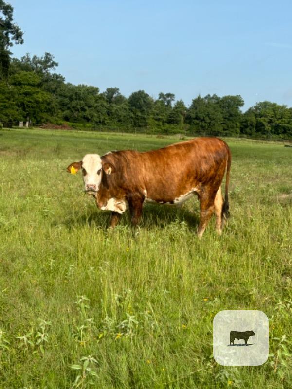 Cattle Range Listing Photo
