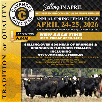 Cavendar Ranches Spring Commercial Female Sale