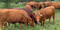 8 Red Angus Bred Heifers... Central TX