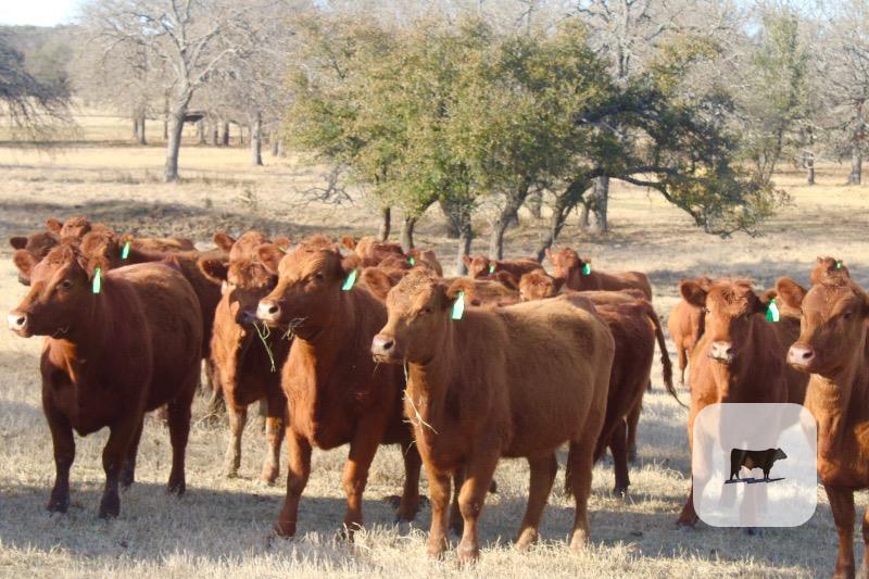 Cattle Range Listing Photo