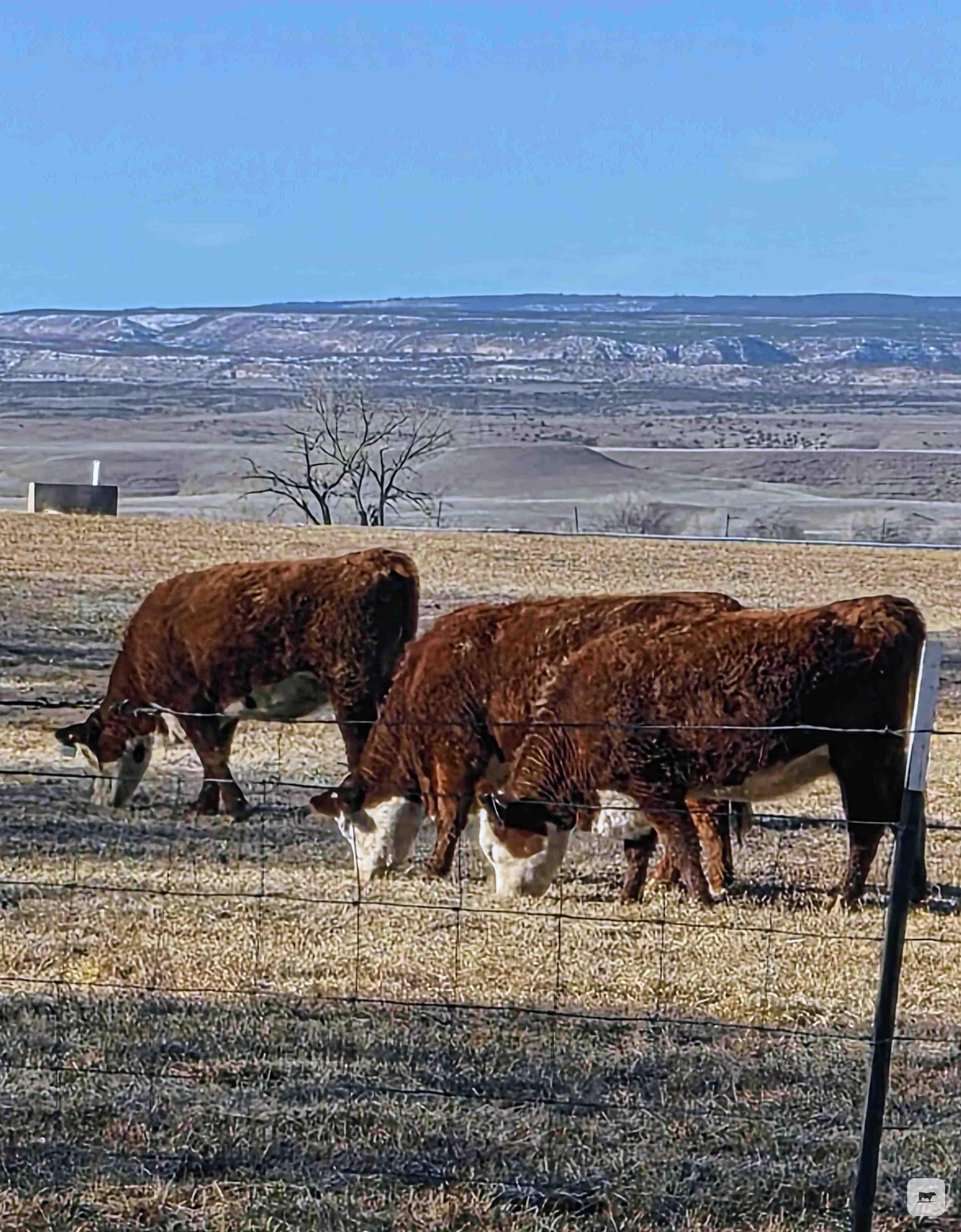 Cattle Range Listing Photo