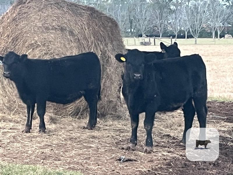 Cattle Range Listing Photo