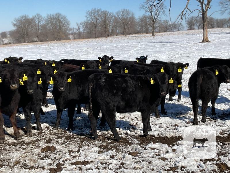 Cattle Range Listing Photo