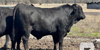 1 Brangus Bull... Southeast OK