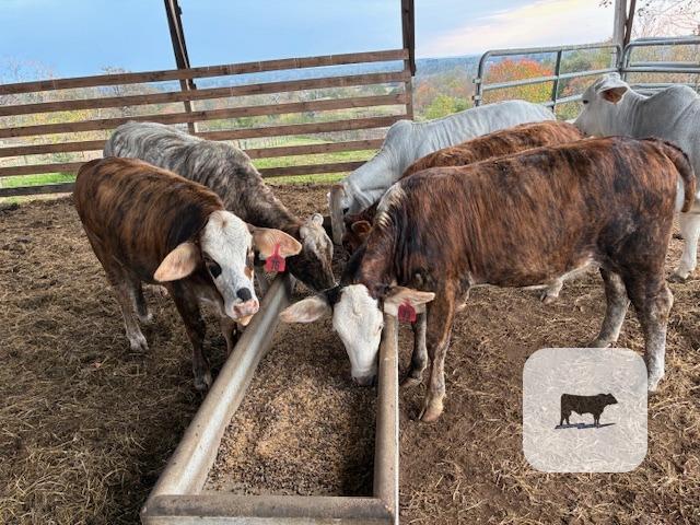 Cattle Range Listing Photo