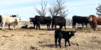 130	Angus, BWF, & Charolais Cross 1st-Calf Pairs... Southwest KS