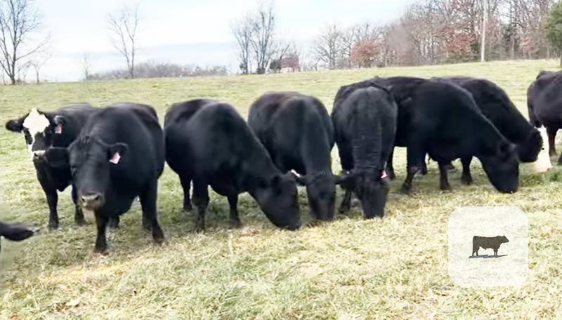 Cattle Range Listing Photo