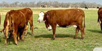 45 Beefmaster, Charolais Cross, Santa Gertrudis, Red Brangus & Crossbred Cows... Central TX