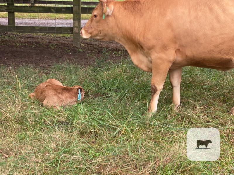 Cattle Range Listing Photo
