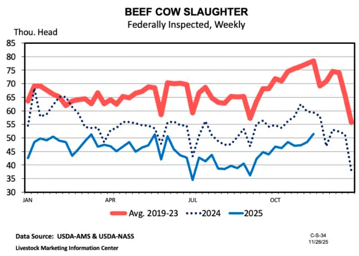 Beef Cow Slaughter this fall is Down 19%