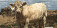 15 Charolais Bulls... N. Central TX