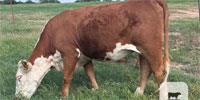 10 Reg. Line-One Horned Hereford Bred Heifers... N. Central TX ~ FD