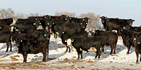 136	Angus & BWF Cows... S. Central ND