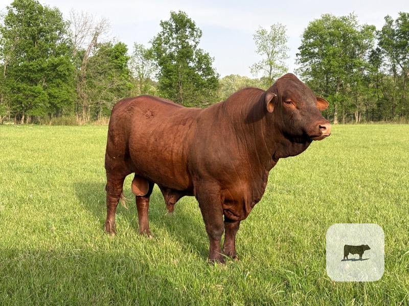 Cattle Range Listing Photo