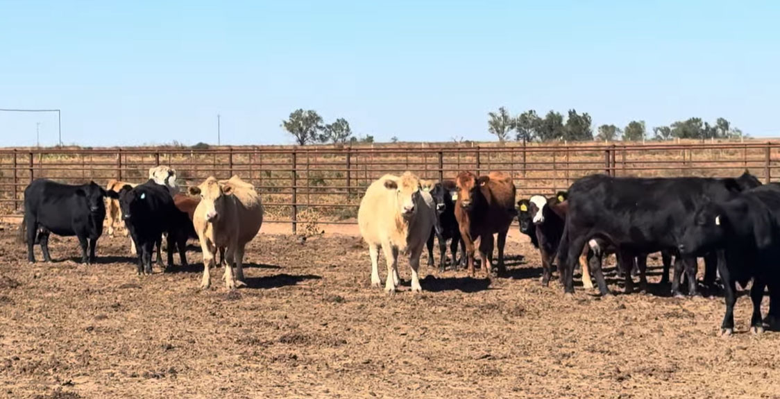 Cattle Range Listing Photo 4