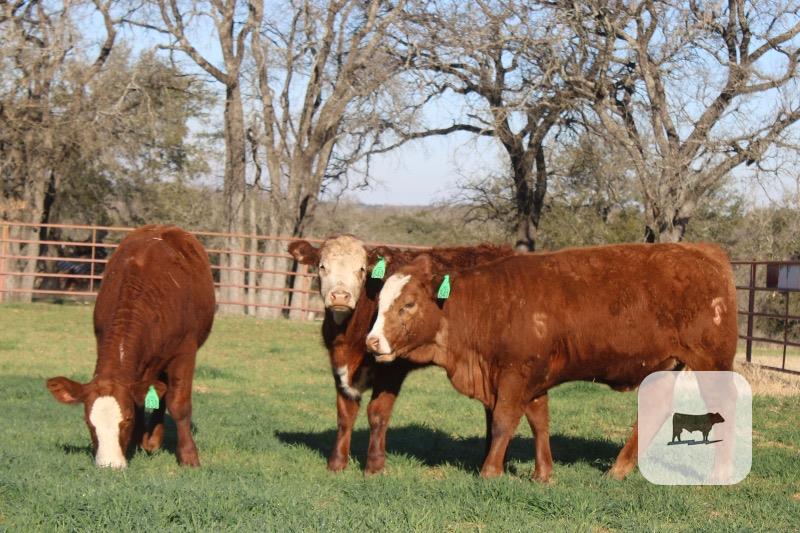 Cattle Range Listing Photo