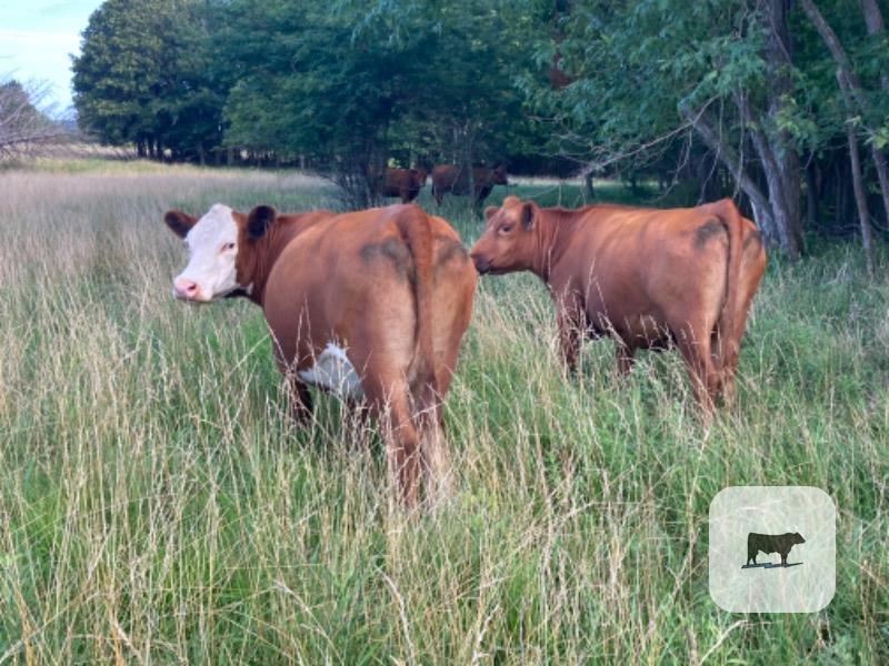 Cattle Range Listing Photo