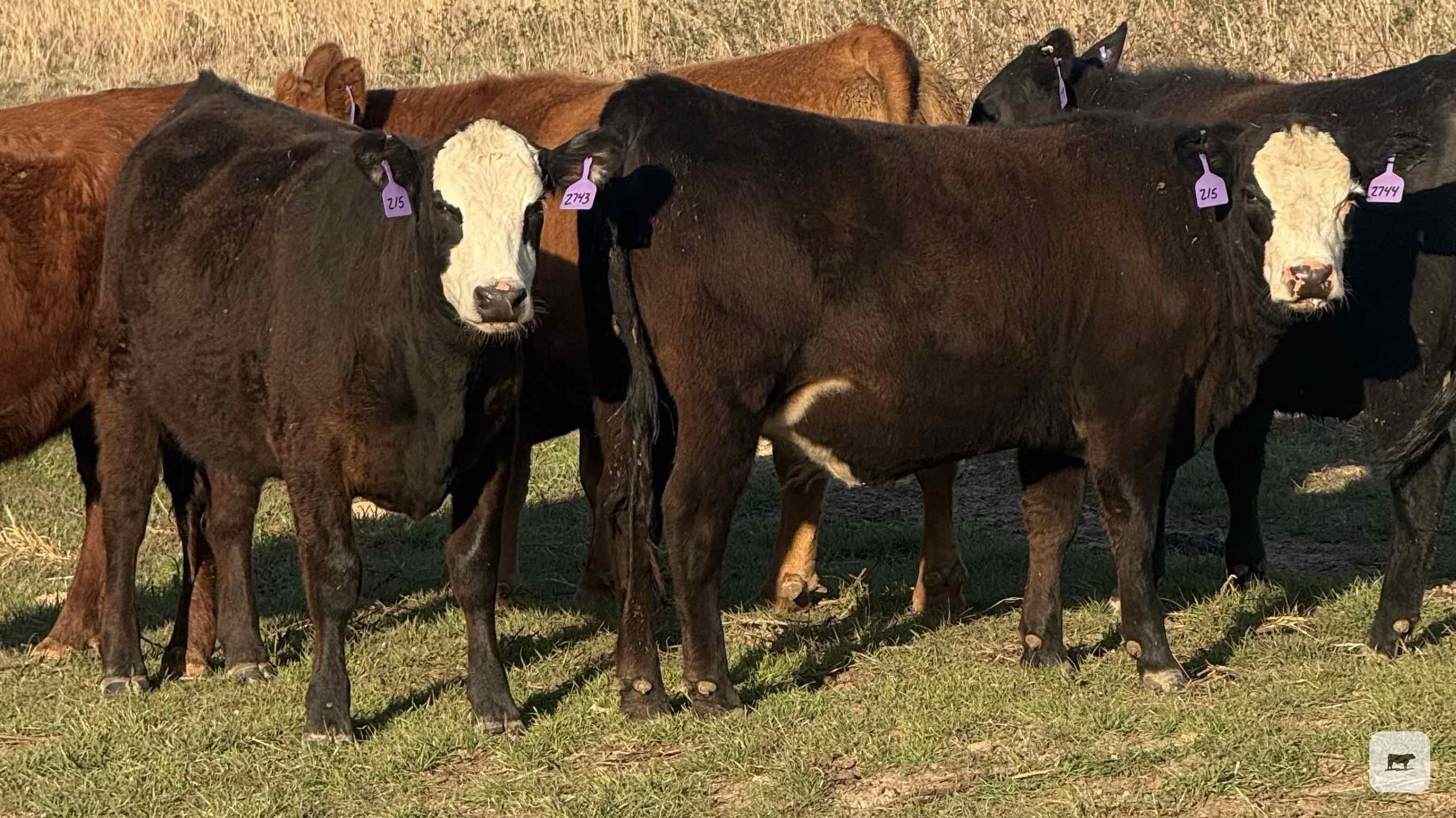 Cattle Range Listing Photo