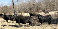 40 Angus & BWF Cows... SW Missouri