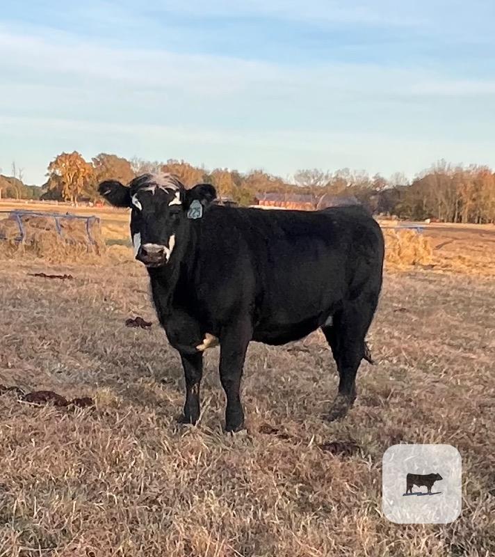 Cattle Range Listing Photo