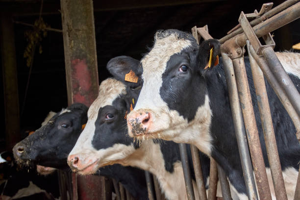Milk Cow Herd up 90,000 Head in First Five Months of 2025