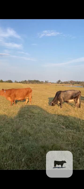 Cattle Range Listing Photo