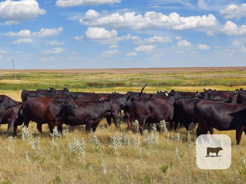 Pasture & Range Conditions as of July 27th