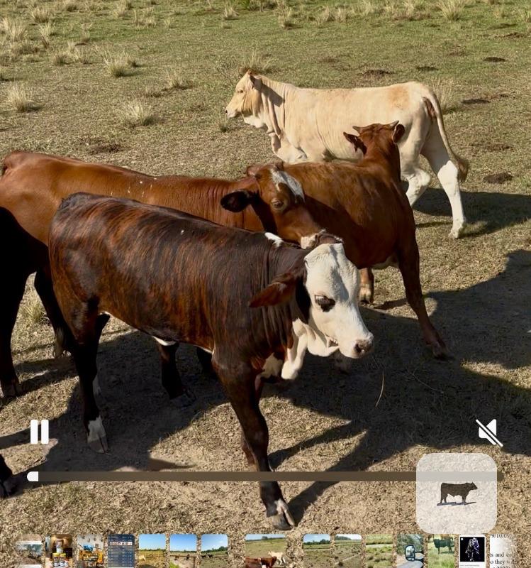 Cattle Range Listing Photo