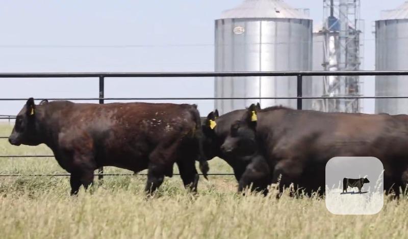 Cattle Range Listing Photo