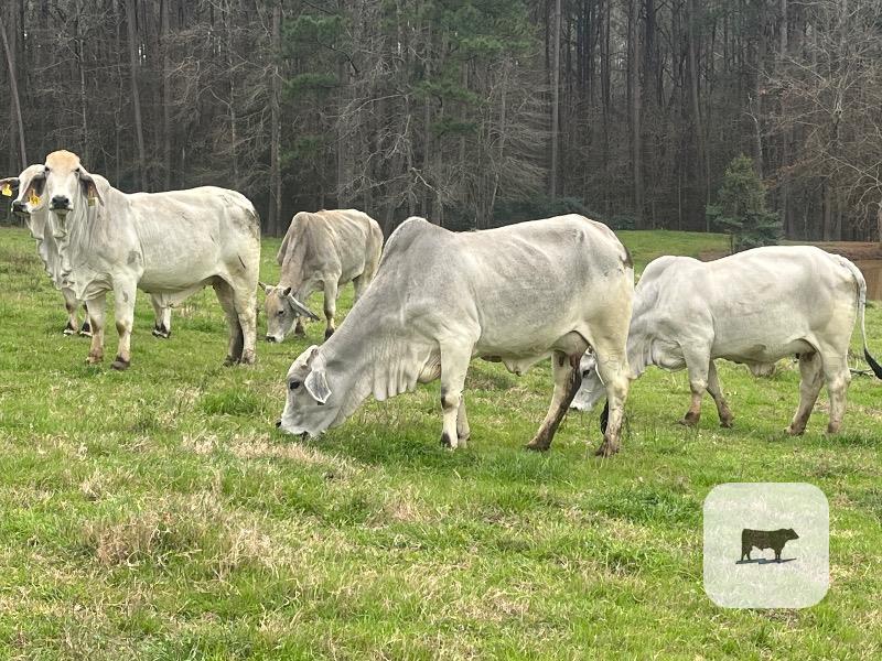 Cattle Range Listing Photo